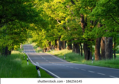 Country Road with Oak Trees