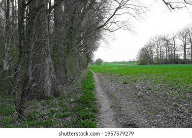 A  Country Road Outgrown With Grass By Bare Trees In A Lawn