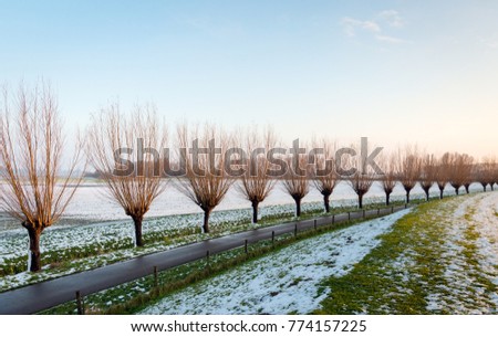 Image, Stock Photo Willow, trees, fields, blue sky & clouds