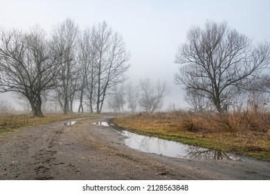 Country road with puddles, trees on the edge, on a rainy foggy day. Leafless trees and dry vegetation. - Powered by Shutterstock