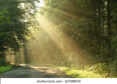 Country road running through the spring deciduous forest at dawn. - Powered by Shutterstock