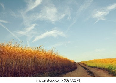 Country Road With Sun Light Effect