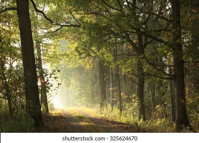 Country road through the autumnal forest on a foggy morning.
