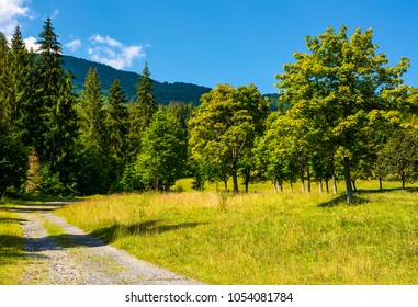country road through the forest on a grassy meadow. beautiful summer landscape of Carpathians - Shutterstock ID 1054081784