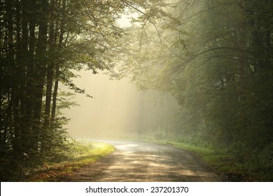 183,530 Light Through Forest Images, Stock Photos & Vectors 