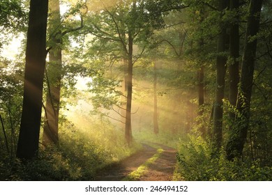 Country Road Through Forest On June Stock Photo 246494152 | Shutterstock