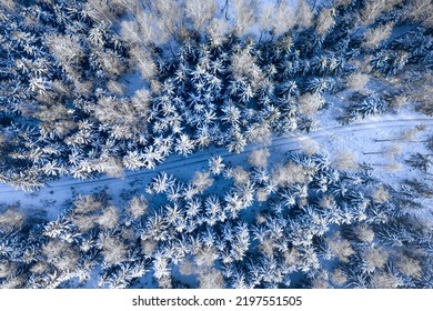 Country road through snowy forest. Transportation in winter. Aerial view of nature in Poland