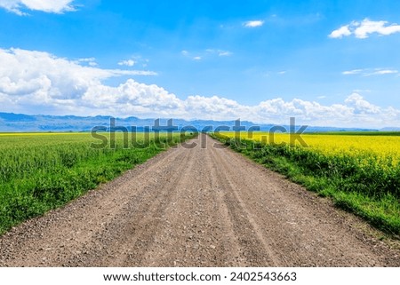 Country road and wheat field with rapeseed flowers farmland nature landscape in spring under blue sky