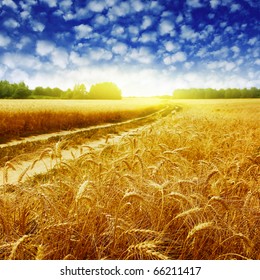 Country Road In Wheat Field At Sunset.