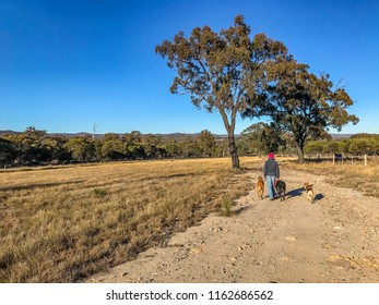 Country Scene On Australian Rural Property. Farmer Is Walking Her Dogs On A Dirt Road On The Cattle Property.  Area Is In Drought. Darling Downs, Australia.