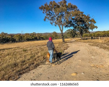 Country Scene On Australian Rural Property. Farmer Is Walking Her Dogs On A Dirt Road On The Cattle Property.  Area Is In Drought. Darling Downs, Australia.