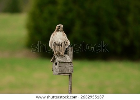 Country scene of a Red Tailed hawk perched on a bird house in a green pasture