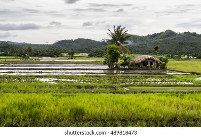 Country Side With Rice Paddy (Legazpi)