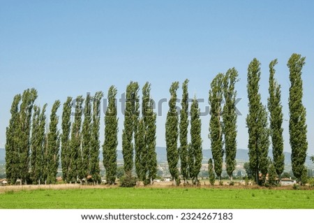 Country summer landscape, a row of tall poplars at the edge of green field, Bulgaria