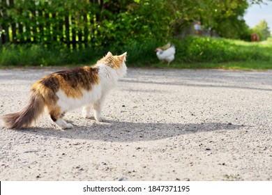 Country tricolor cat watches chicken, predator hunter instincts.