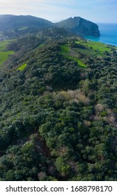 Countryside aerial view of a Cantabrian oak forest in Liendo Valley, Liendo Municipality, Cantabrian Sea, Cantabria Autonomous Community, Spain, Europe