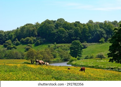 Countryside, Alnwick, England