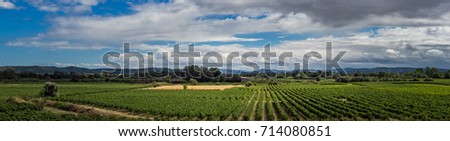 Countryside of France for your agricultural concept with rows of grapevine. Wide shot landscape of farmland in Languedoc-Roussillon region - rural scene with vineyards and fields on horizon.