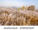 countryside landscape in autumn fog. scenic view. sunny morning. beautiful scenery in carpathian valley. colorful trees in mist. grassy fields in fall season. mysterious weather in ukraine