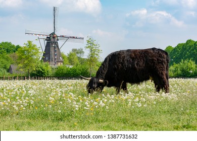 Countryside Landscape With Black Scottish Cow Angus, Pasture With Wild Flowers And Traditional Dutch Wind Mill.