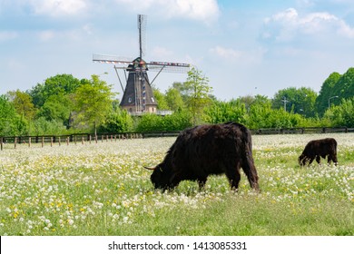 Countryside Landscape With Black Scottish Cow Angus, Pasture With Wild Flowers And Traditional Dutch Wind Mill.