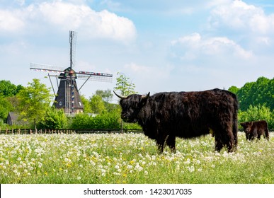 Countryside Landscape With Black Scottish Cow Angus, Pasture With Wild Flowers And Traditional Dutch Wind Mill.