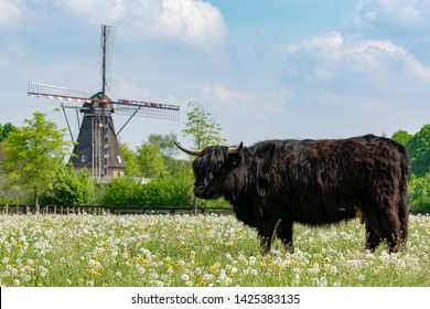 Countryside Landscape With Black Scottish Cow Angus, Pasture With Wild Flowers And Traditional Dutch Wind Mill.