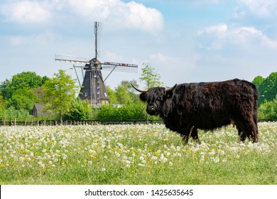 Countryside Landscape With Black Scottish Cow Angus, Pasture With Wild Flowers And Traditional Dutch Wind Mill.