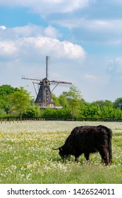 Countryside Landscape With Black Scottish Cow Angus, Pasture With Wild Flowers And Traditional Dutch Wind Mill.