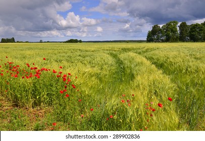 Countryside Landscape By Summer, Latvia, Europe