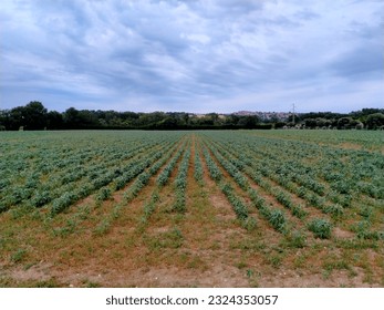 Countryside landscape with dramatic dark cloud in the sky. country side with storm and tempest cloud in the sky.