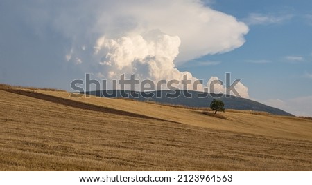 Countryside landscape, on the gold field is lonely tilted tree, on the background of thick white clouds and mountains 