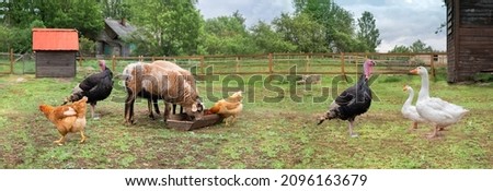 Countryside landscape whis geese, chickens, turkeys graze, sheeps in poultry yard on green grass. Rural organic nature animals farm. Panoramic view, banner.