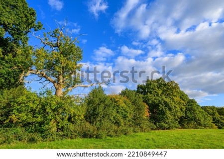 Countryside near Westerham in Kent, UK. A grassy field with trees set against a blue sky with white fluffy clouds.