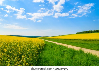 Countryside Road Along Yellow Rapeseed Flower Field And Blue Sky With White Clouds, Burgenland, Southern Austria 