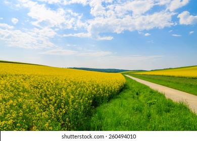 Countryside Road Along Yellow Rapeseed Flower Field And Blue Sky, Burgenland, Southern Austria