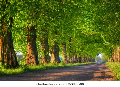 Countryside Road Among The Trees. Masuria, Poland.