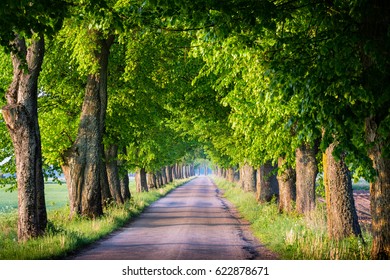 Countryside Road Among The Trees. Masuria, Poland.