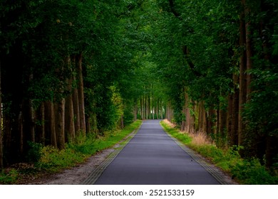 Countryside road with tree trunks and leaves along the both side, Beginning of Autumn landscape with street in dark toned, Narrow of trees along the roadside in Dutch province of Utrecht, Netherlands. - Powered by Shutterstock