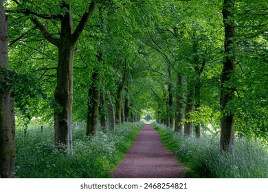 Countryside road with tree trunks and young green leaves, Spring landscape with small street and white flowers Cow Parsley, Anthriscus sylvestris, Wild chervil or keck along the side road, Netherlands - Powered by Shutterstock