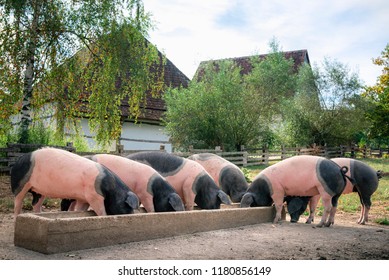 Countryside Scene With German Breed Pigs, The Swabian-Hall Swine, Eating Together, Outdoor, In The Yard, In Schwabisch Hall, Germany.