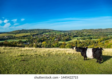 Countryside sunny  autumn day Box Hill Surrey view Local farm cows England 