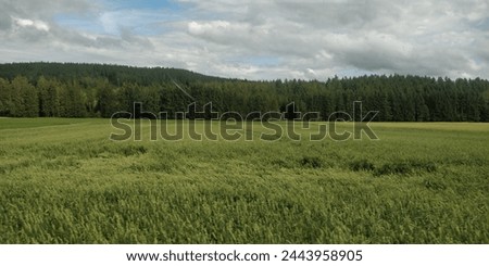 Countryside windows type wallpaper background landscape forrest views