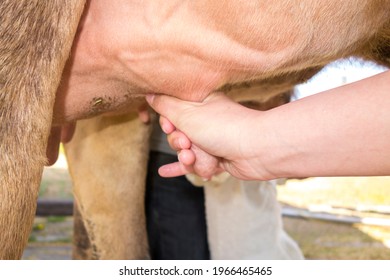 Countryside Working Woman Milking Cows. Cow Teat Being Milked In Dairy Farm.  Milking Of Cattle In Cowshed.