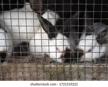 531 Hare wire Images, Stock Photos & Vectors | Shutterstock