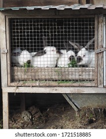 Countryside.Rabbit droppings as organic fertilizer. Domestic rabbits.Adult rabbits are kept in a cage behind a wire frame. - Shutterstock ID 1721518885