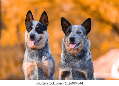 Couple of adorable Australian Cattle Dogs posing in park in autumn