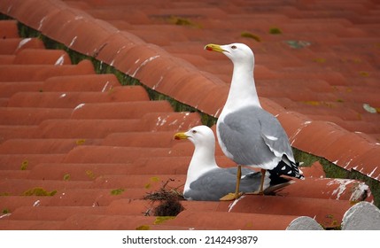 Couple of adult Herring Gulls nesting on a roof in the Costa Brava, Spain                               