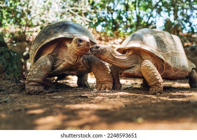Couple of Aldabra giant tortoises endemic species - one of the largest tortoises in the world in zoo Nature park on Mauritius island. Huge reptiles portrait. Exotic animals, love and traveling concept - Shutterstock ID 2248593651
