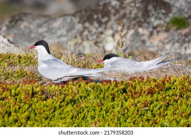 The Couple Of Arctic Terns - Sterna Paradisaea, Standing On The Stone With Colorful Vegatation In Background. Photo From Ekkeroy At Varanager Penisula. The Arctic Tern Is Famous For Its Migration.